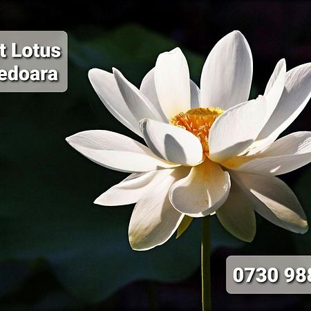 Apartamento Night Lotus Hunedoara Exterior foto